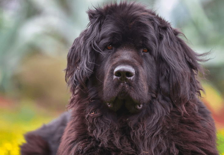 Newfoundland dog breed