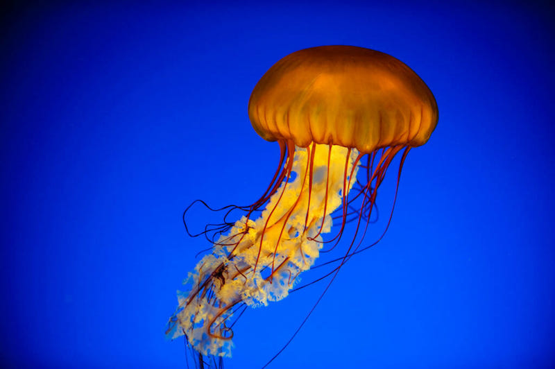 How Do Jellyfish Eat Food?, What do They Eat? + How they digest food