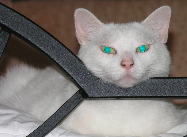 Cats sitting on the bed in the dark