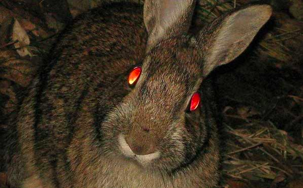 rabbit shining eyes