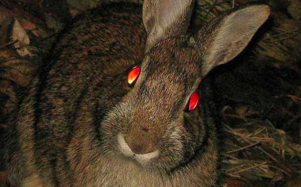 A Rabbit With Glowing Eyes Next To A Stuffed Animal