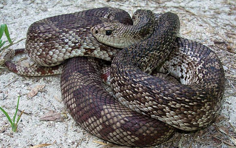 The vocal Pine Snake