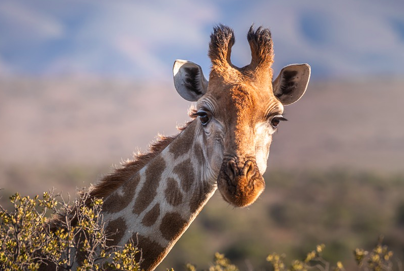 animals with no vocal cords - Giraffes