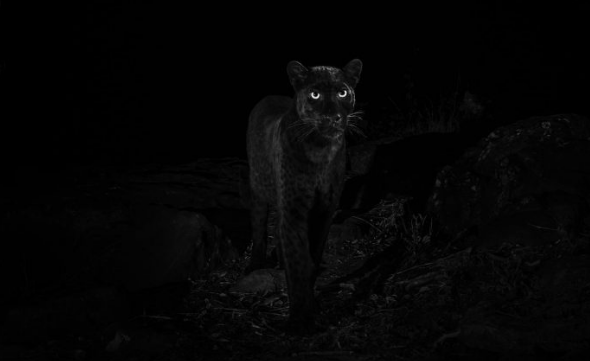 glowing Panthers eyes at night