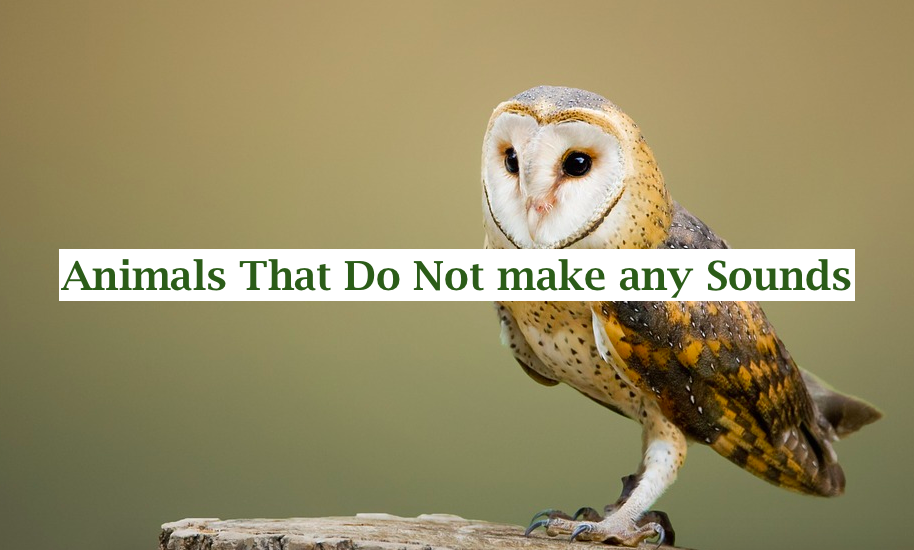 10 Animals That Do Not make any Sounds (Why are they so silent)