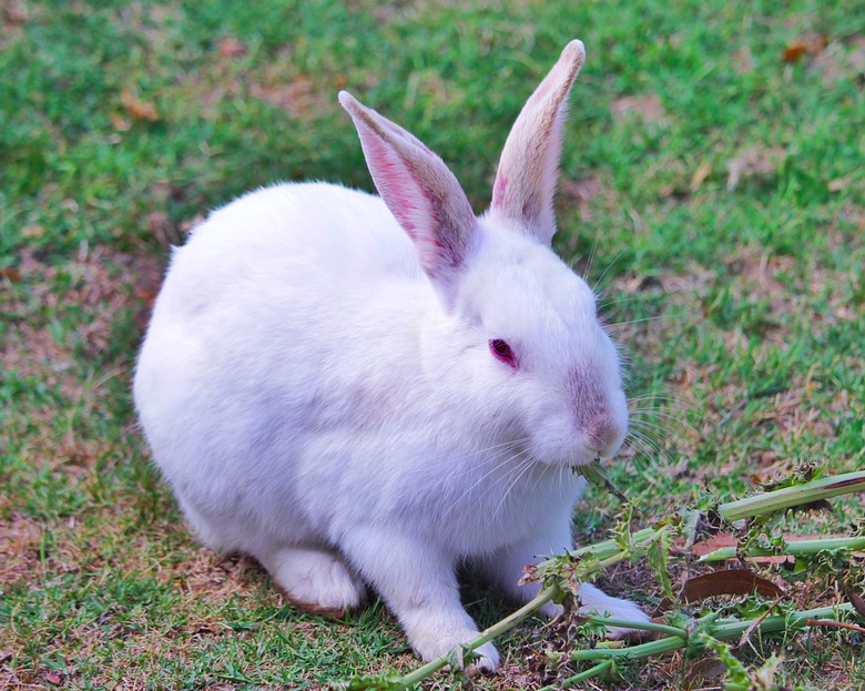 animals with no vocal cords - rabbit