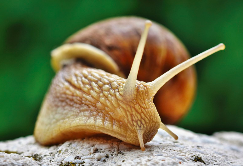 animals with no vocal cords - Snails are both quiet and slow