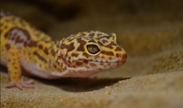 Are leopard geckos quiet creatures?