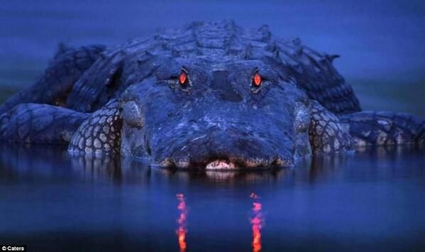  ojos de cocodrilo brillantes por la noche