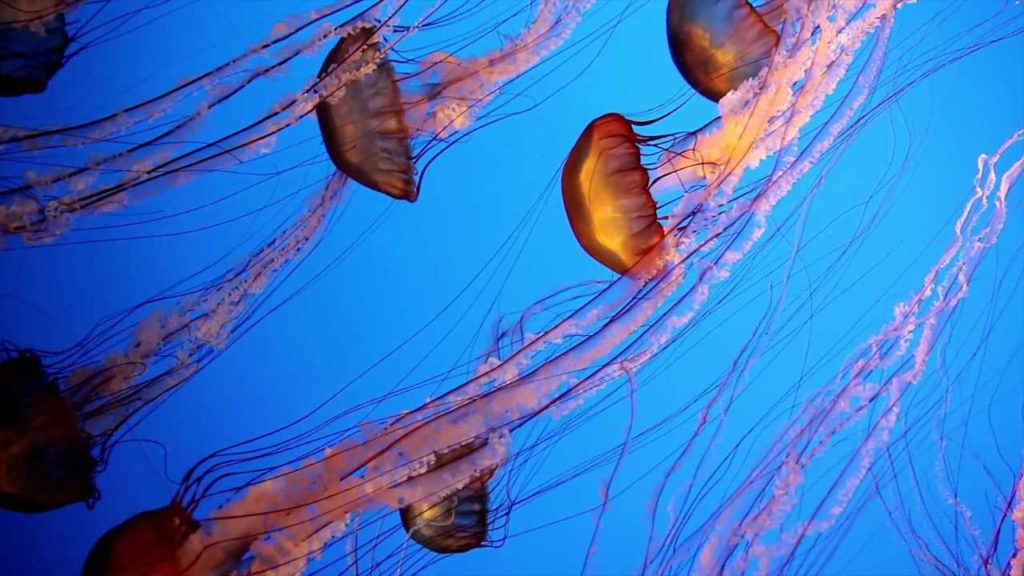 how do jellyfish eat food - bloom