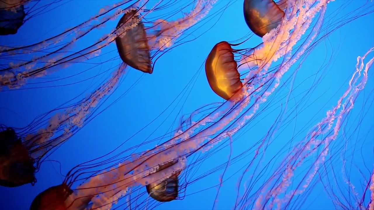 How Do Jellyfish Eat Food?, What Do They Eat? + How They Digest Food 2024