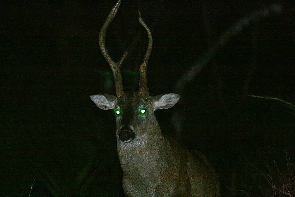  dieren met gloeiende ogen 's nachts-tapetum lucidum--