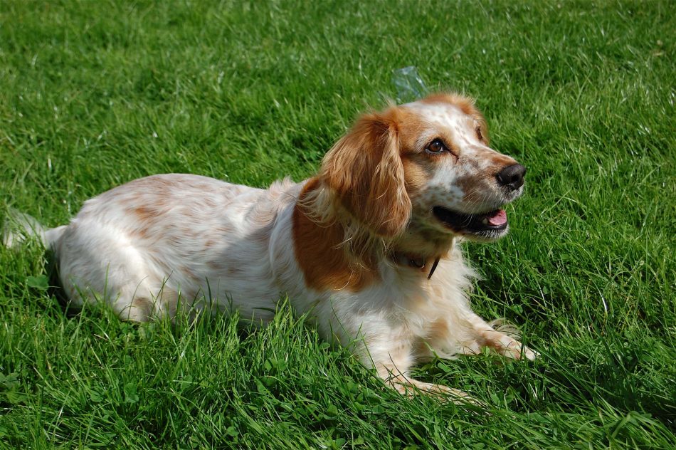 English Cocker Spaniel