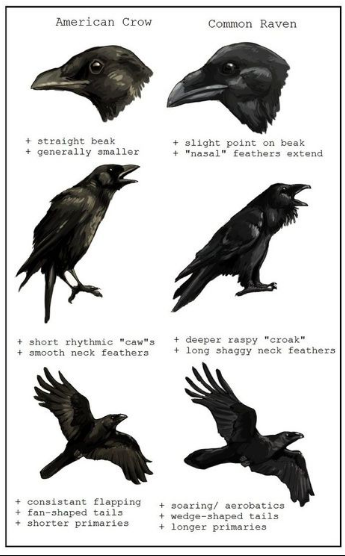 ravens vs crows