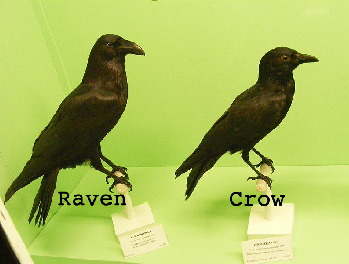 Are ravens and crows the same