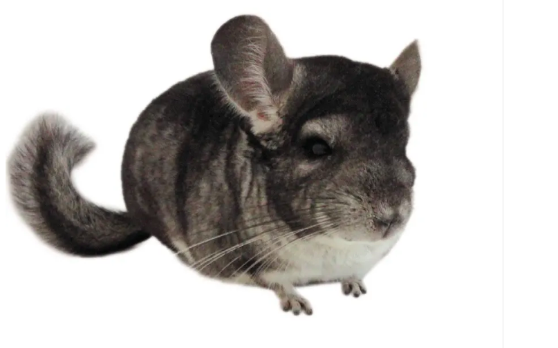 Are chinchillas easy to take care of? 10 Things to know