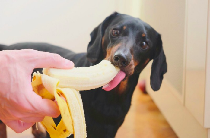 Can dogs eat banana skin? What to do if dog eats banana peel