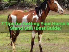 7 Tips for Getting Your Horse to Stand Still (Best Guide)