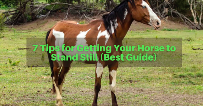 7 Tips for Getting Your Horse to Stand Still (Best Guide)
