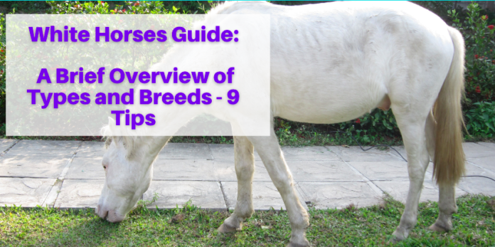 White Horses Guide: A Brief Overview of Types and Breeds - 9 Tips