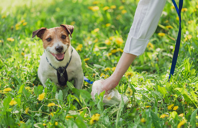 how to stay safe around Pet dogs