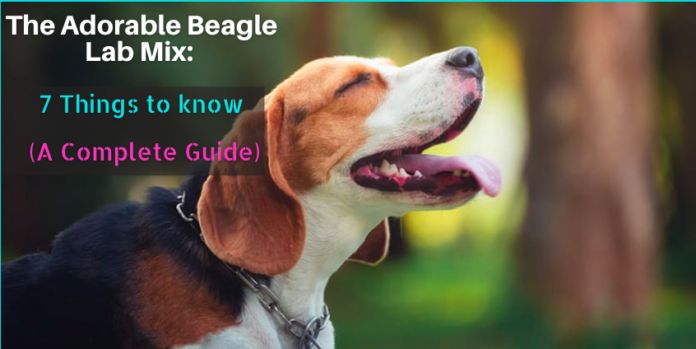 Am Measgachadh Lab Adorable Beagle: 7 Rudan ri Fios (Stiùireadh coileanta)