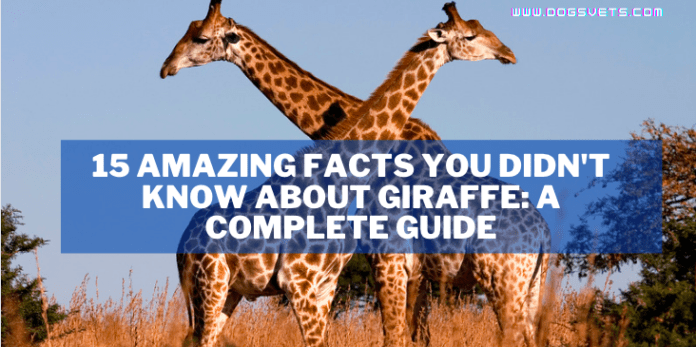 15 Amazing Facts You Didn't Know About Giraffe: A Complete Guide
