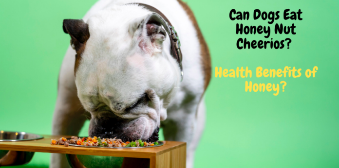 Can Dogs Eat Honey Nut Cheerios? Health Benefits of Honey?