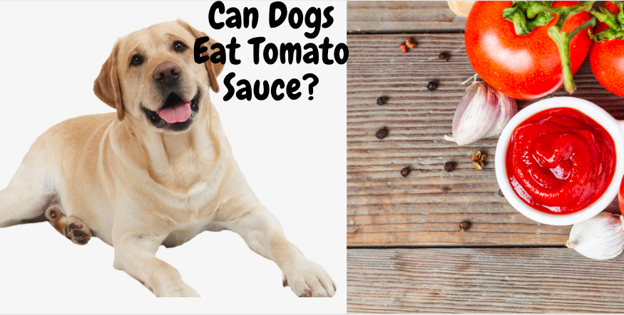 Tomatoes and Dogs: Can Dogs Eat Tomato Sauce? 3 Things to Know