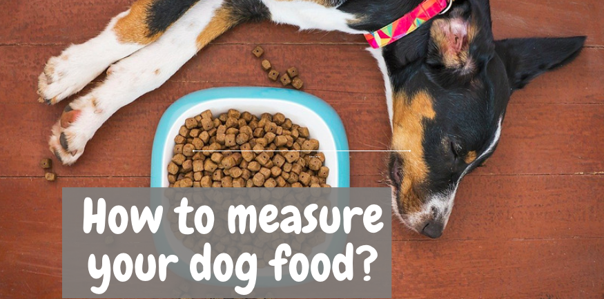 Measuring Your Dog Food - 5 Facts you need to know