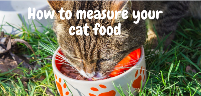 Measuring Your Cat Food for Performance - 4 Ways to do it (Video)