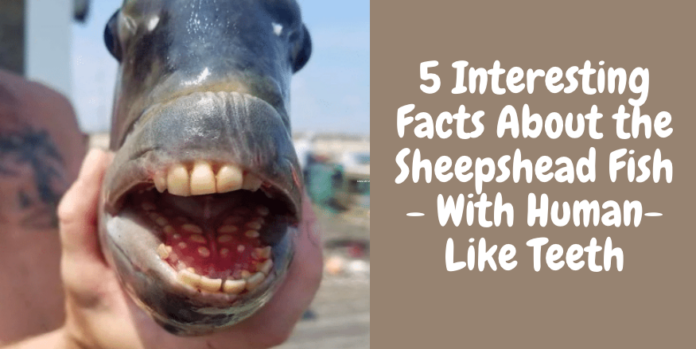 5 Interesting Facts About the Sheepshead Fish - With Human-Like Teeth