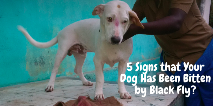 What is a Black Fly? - 5 Signs that Your Dog Has Been Bitten by One?