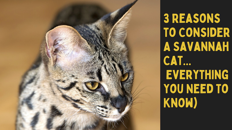 3 Reasons to Consider A Savannah Cat (+ Everything You Need To Know)