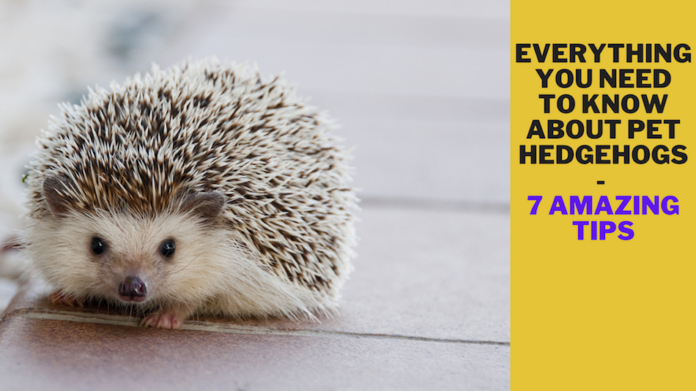 Everything You Need to Know About Pet Hedgehogs - 7 Amazing Tips