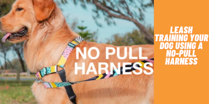 Leash Training Your Dog Using a No-Pull Harness