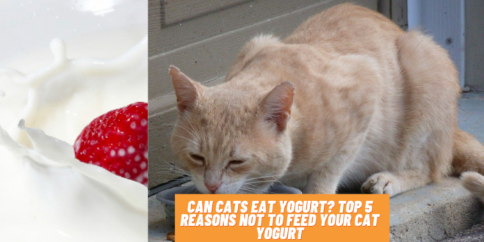 Can cats eat yogurt? Top 5 Reasons Not to Feed Your Cat Yogurt