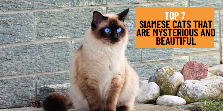 Top 7 Siamese Cats that are Mysterious and Beautiful