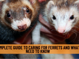 The Complete Guide to Caring for Ferrets and What You Need To Know