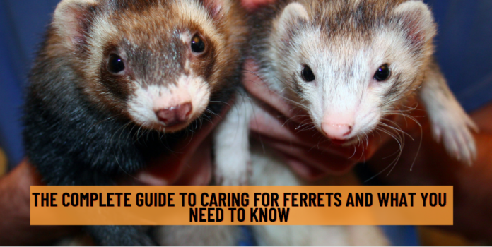 The Complete Guide to Caring for Ferrets and What You Need To Know