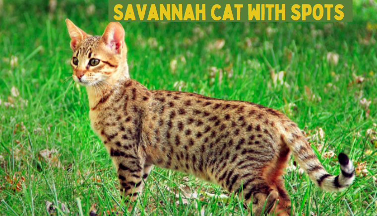 Savannah Cat Temрerаment