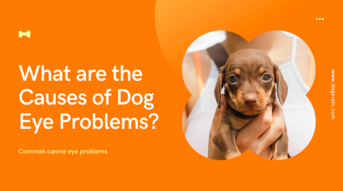 What are the Causes of Dog Eye Problems? - Common canine eye problems