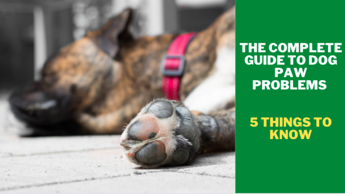 The Complete Guide to Dog Paw Problems