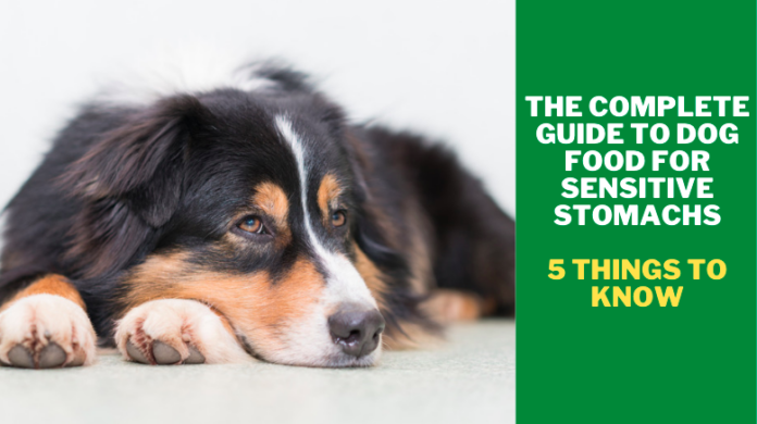 The Complete Guide to Dog Food for Sensitive Stomachs
