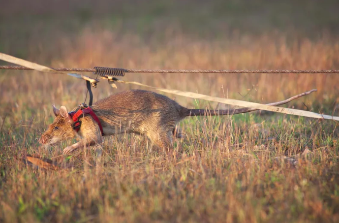  Magawa the Rat sniffing for explosives