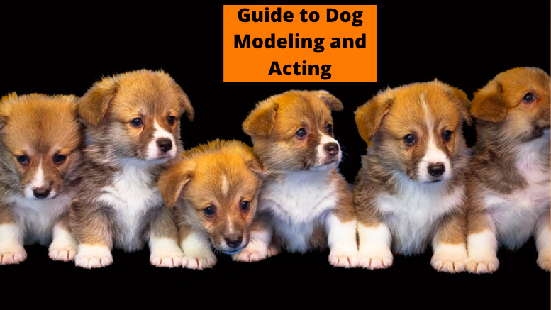 The Complete Guide to Dog Modeling and Acting: Beginner’s Guide