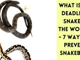 Jaki jest najbardziej śmiercionośny wąż na świecie? -7 sposobów zapobiegania ukąszeniom węży