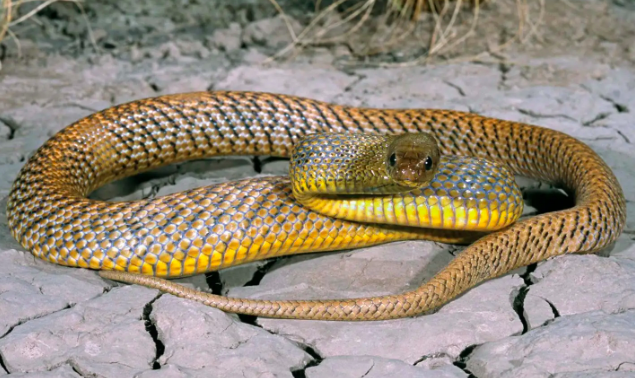 inland or western taipan - most deadliest snake in the world