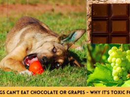 Dlaczego psy nie mogą jeść czekolady ani winogron — dlaczego jest to toksyczne dla psów