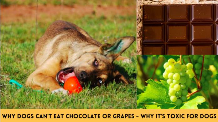 Why Dogs Can't Eat Chocolate or Grapes - Why it's Toxic for dogs